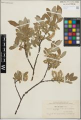 Foto von Salix glauca L.